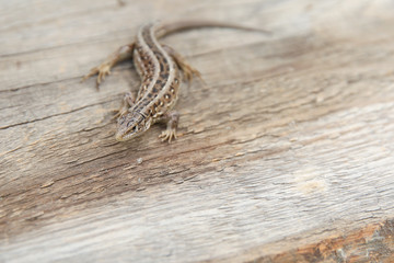 fast lizard on a wooden surface with copy space