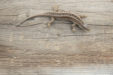 fast lizard on a wooden surface with copy space