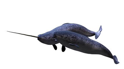 Narwhal couple,  Monodon monoceros isolated on white background © dottedyeti