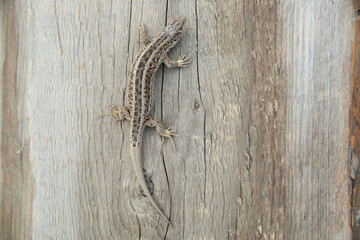 Naklejka premium fast lizard on a wooden surface with copy space