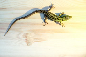 fast lizard on a wooden surface with copy space