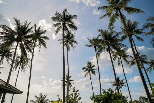 Coconut tree and blue sky with copy space.