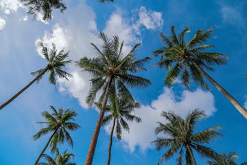 Fototapeta na wymiar Coconut tree and blue sky with copy space.