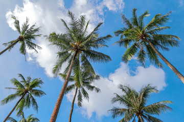 Fototapeta na wymiar Coconut tree and blue sky with copy space.