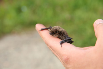 small bat on a man’s hand