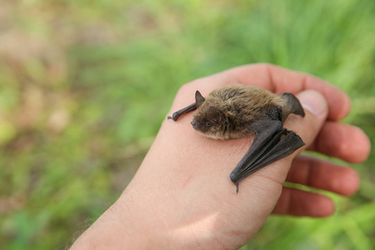 small bat on a man’s hand