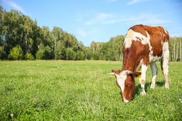 brown cow grazes in a meadow in summer with copy space