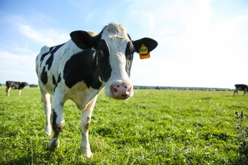cow grazes in a meadow in summer