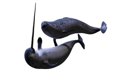 Narwhal couple,  Monodon monoceros isolated on white background © dottedyeti