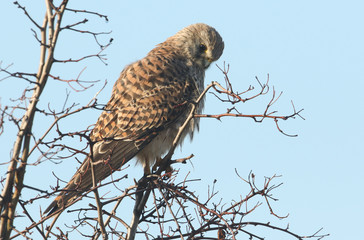 A beautiful Kestrel, Falco tinnunculus, perching on a Hawthorn Tree.	