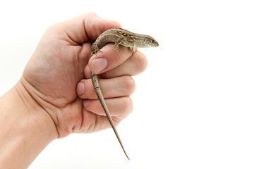 fast lizard on a white background with copy space