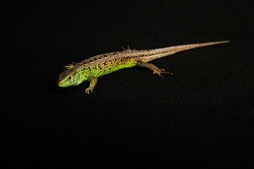 green fast lizard on black background with copy space
