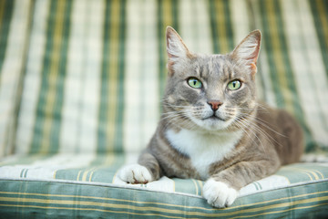 Fototapeta na wymiar gray cat with green eyes