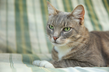 gray cat with green eyes