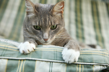 gray cat with green eyes