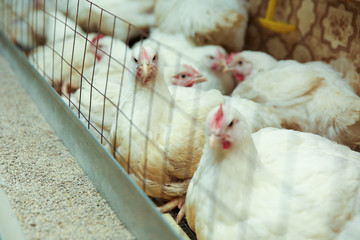 white hens in the henhouse behind the net. white chickens near the feed trough © Petr Smagin