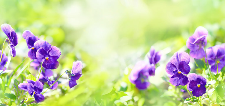 Spring blooming Viola flowers on blurred green background close up. beautiful Viola floral background. Elegant artistic flowers image. banner. soft selective focus