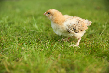 little chick on grass with copy space