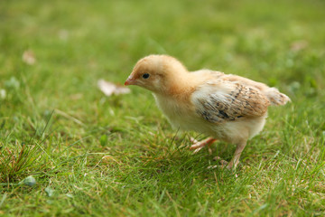 little chick on grass with copy space
