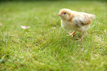 little chick on grass with copy space