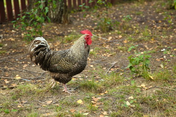 rooster walks on the grass in summer