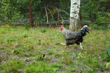 rooster walks on the grass in summer