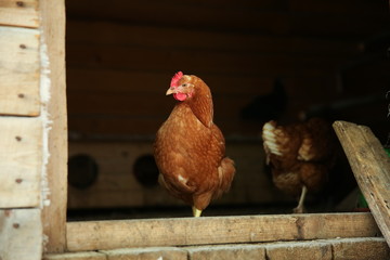 brown chicken in the chicken coop