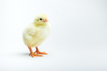 yellow chicken on a white background