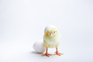 yellow chicken with eggshell on a white background