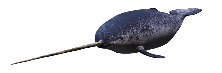 Narwhal, swimming male Monodon monoceros isolated on white background © dottedyeti