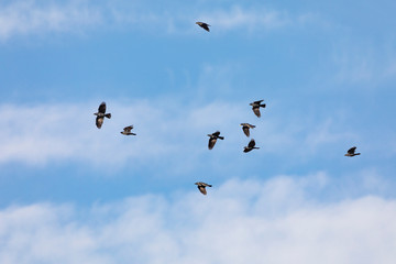 Flying birds