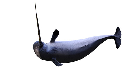 Narwhal, male Monodon monoceros isolated on white background © dottedyeti