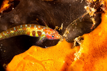 The surprising underwater world of the Indian and Pacifical Oceans