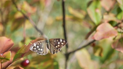  A butterfly sits on a leaf in an autumn garden.