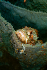 The surprising underwater world of the Indian and Pacifical Oceans