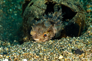The surprising underwater world of the Indian and Pacifical Oceans