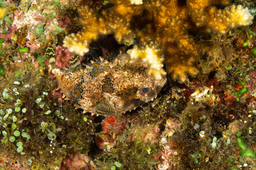 The surprising underwater world of the Indian and Pacifical Oceans