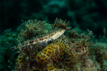 The surprising underwater world of the Indian and Pacifical Oceans