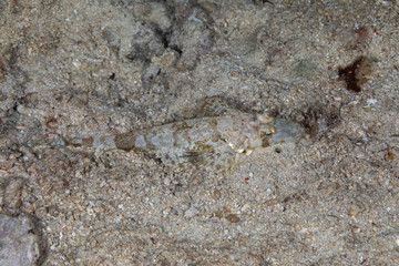 The surprising underwater world of the Indian and Pacifical Oceans