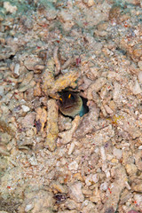 The surprising underwater world of the Indian and Pacifical Oceans