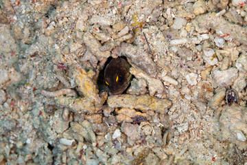 The surprising underwater world of the Indian and Pacifical Oceans