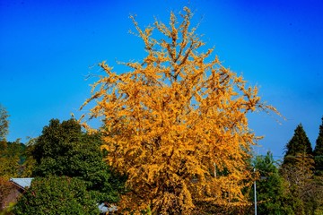 福貴野の滝の紅葉
