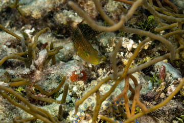 The surprising underwater world of the Indian and Pacifical Oceans