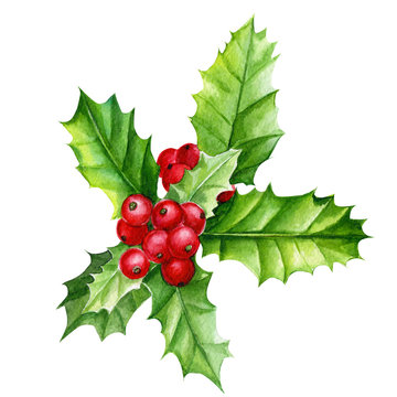 holly, watercolor illustration on an isolated white background, new year and christmas