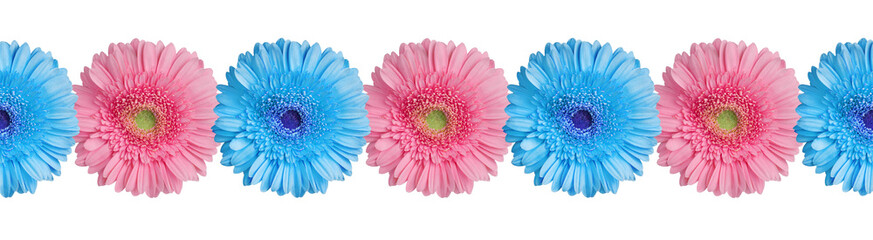 Blue and pink gerbera flowers border on white background isolated close up, gerber flower seamless pattern, greeting card decorative frame, floral ornamental line, daisies decoration, design element - obrazy, fototapety, plakaty