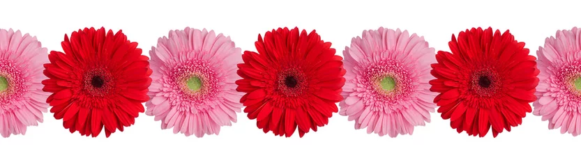 Foto auf Glas Red and pink gerbera flowers border on white background isolated close up, gerber flower seamless pattern, greeting card decorative frame, floral ornamental line, daisies decoration, design element © Vera NewSib