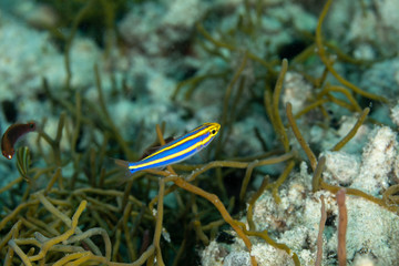 The surprising underwater world of the Indian and Pacifical Oceans