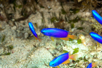 The surprising underwater world of the Indian and Pacifical Oceans