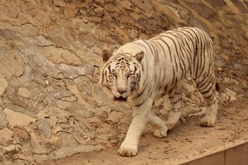 White Tiger