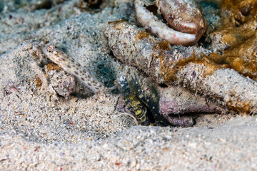 The surprising underwater world of the Indian and Pacifical Oceans